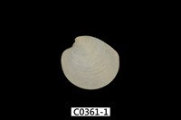 藏品(日本鏡文蛤)的圖片